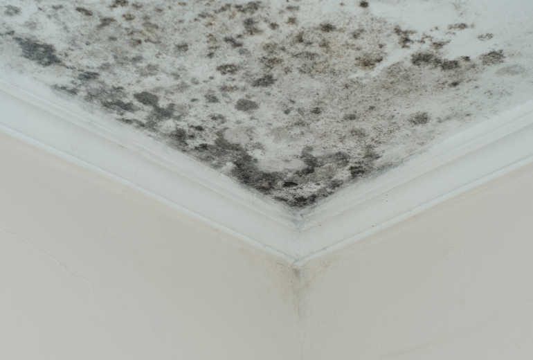 Schimmel an der Decke.