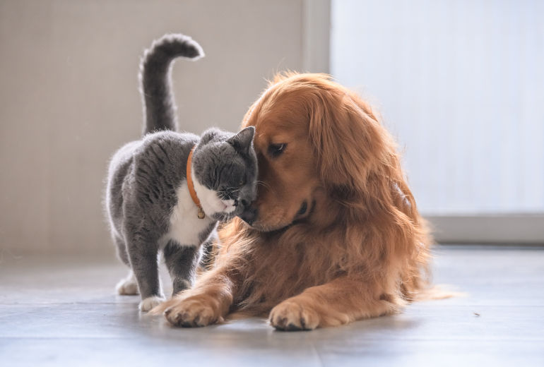 Hund und Katze kuscheln.